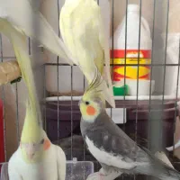 عروس هلندی آلبینو