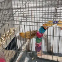 سلام قناری برا فروش|پرنده|شوش, |دیوار