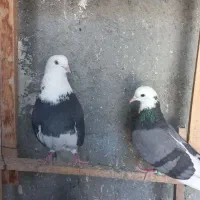 کبوتر اصیل وتهرانی خاص