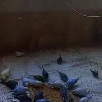 مرغ عشق و فنچ -نر و ماده