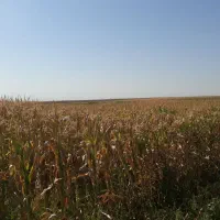 کار کشاورزی در مزرعه و باغداری