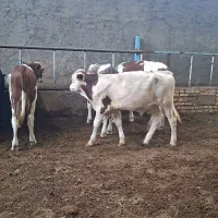 گوساله نر