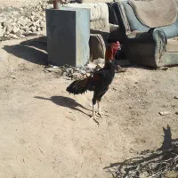 خروس لاری|حیوانات مزرعه|تهران, افسریه شمالی|دیوار