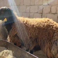 شیشک قوچ هترو