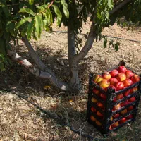 باغ مسطح و صاف اطراف زاگرس