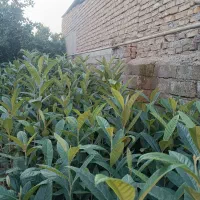 فروش درخت ازگیل سالم و با کیفیت|گل و گیاه طبیعی|کلاله, |دیوار