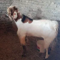 نر بز|حیوانات مزرعه|زاوه, |دیوار