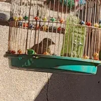 یک عددجعل مست خوان وسه عددقناری