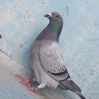 عراق ابو مقتدی مسابقاتی
