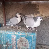 کبوتر بدرنگ پاک|پرنده|مبارکه, |دیوار