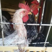 خروس اصل عربی سالم و سرحال درنگهای مختلف