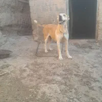 سگ نگهبان و گله ای