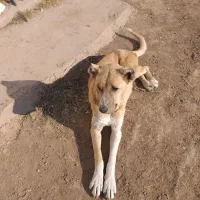 سگ سرابی ماده