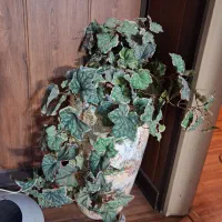 درخچه و پیچک