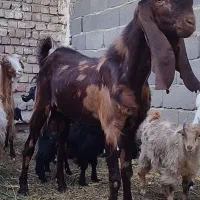 تکه نر بز پاکستانی اصیل جوان ۱ساله