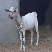 فروش پازن کهره نر|حیوانات مزرعه|لامرد, |دیوار
