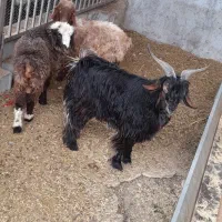 چهارتا میش پنج تا بره