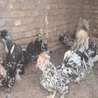 مرغ زینتی