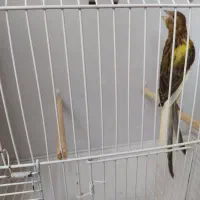 قناری سوپری بلند