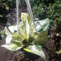 گل های گوناگون