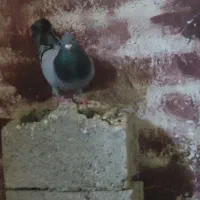 چند عدد کبوتر عالی آبادانی و سینه ای و پلاکی|پرنده|خورموج, |دیوار