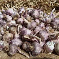 سیر بذری شاهیندژ|عمده‌فروشی|شاهین دژ, |دیوار