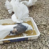 دم چتری|پرنده|ایزدخواست, |دیوار