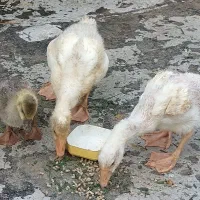 ۳ تا قو غاز   محلی  صحیح و سالم