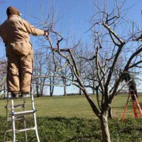 هرس باغ و انواع درخت میوه