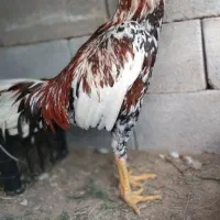 خروس لاری|حیوانات مزرعه|قلعه قاضی, |دیوار