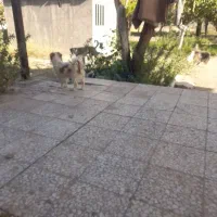 سگ پاکوتا|سگ|ماهدشت, |دیوار