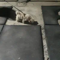 توله سگ شیتزو کراس