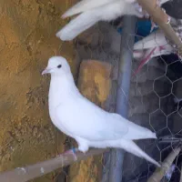کبوتر ماده