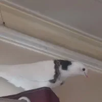 کبوتر جوجه نر۲پر انداخته|پرنده|تهران, سبلان (لشگر)|دیوار