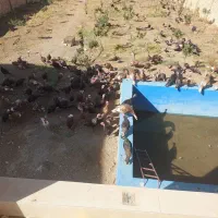 بوقلمون بوربون و برنز (قه لی سور و رش)|حیوانات مزرعه|مریوان, |دیوار