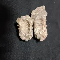 فسیل و الماس آسیاب|کلکسیون اشیاء عتیقه|مشهد, نوید|دیوار