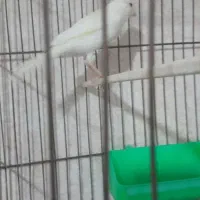 سلام فروشی دو پرنده قناری نر و سه هفته نر رام سالم