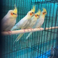 عروس هلندی در انواع رنگ فقط فقط ۶۵۰ت|پرنده|قائمشهر, |دیوار