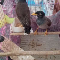 پرنده|پرنده|رستاق, |دیوار