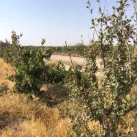 زمین باغ ۲۵۰ متر|فروش زمین و ملک کلنگی|تهران, یافت‌آباد|دیوار