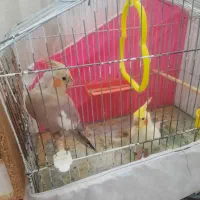 عروس هلندی