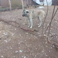 توله سگ ماده