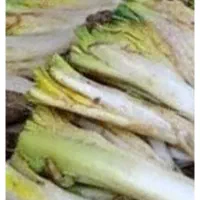 کنگر برای فرو«ش