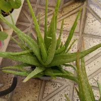 تعدادی گلدان زیبا بهفروش میرسد|گل و گیاه طبیعی|قزوین, |دیوار