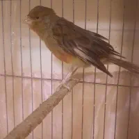 قناری نر و ماده|پرنده|تهران, هاشمی|دیوار