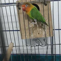 طوطی برزیلی|پرنده|شوشتر, |دیوار