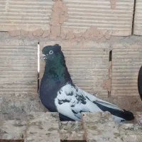 رنگی نر شرط دوری