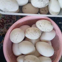 تخم قو غاز کردن ماری