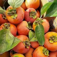 نهالهای پاییزی خرمالو