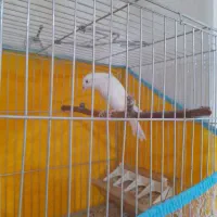 فروش قناری دهن مسکوی